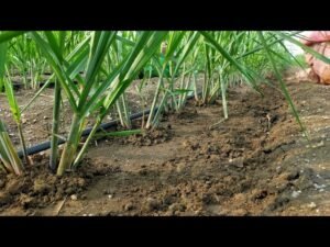 Sugarcane Crop