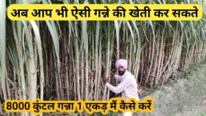 Sugarcane Crop 