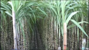 Sugarcane Crop